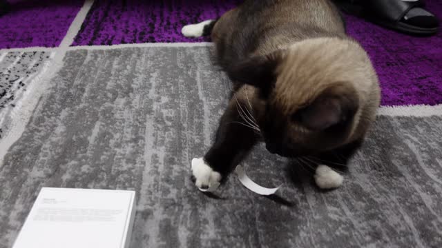 Funny Cat Unboxing iPhone 14 Pro