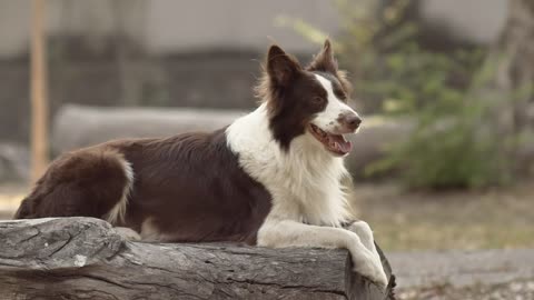 Dog sitting on log