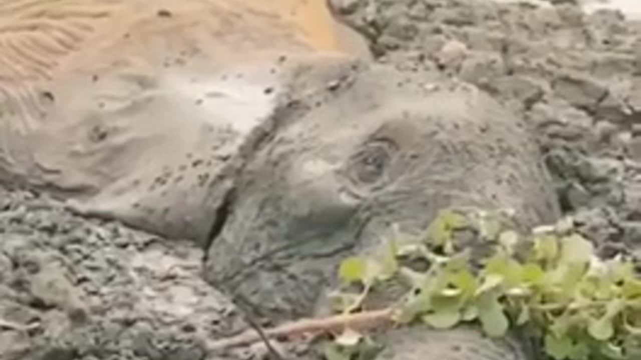 Shorts - Elephant