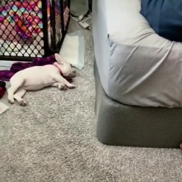 Shorts - Dog Sleeps, Quickly