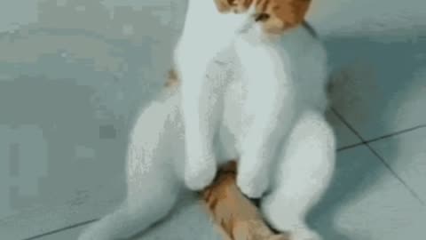 Cute Cat Gif