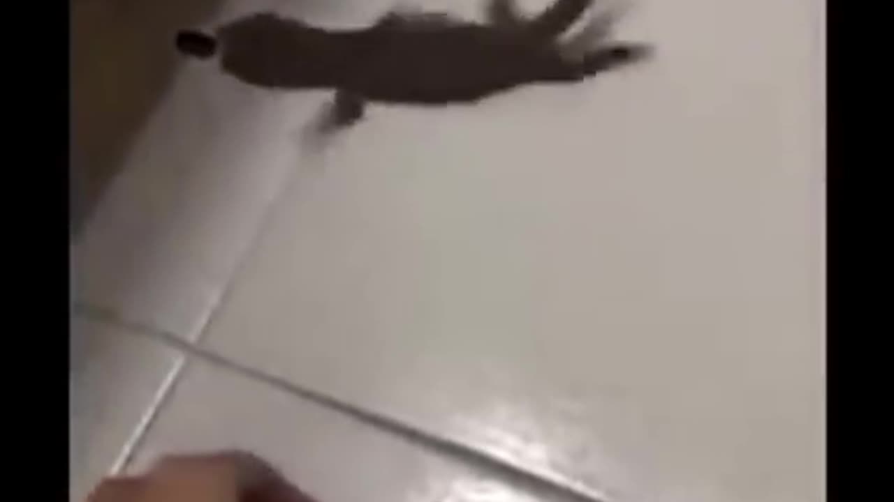 Meme Compilation