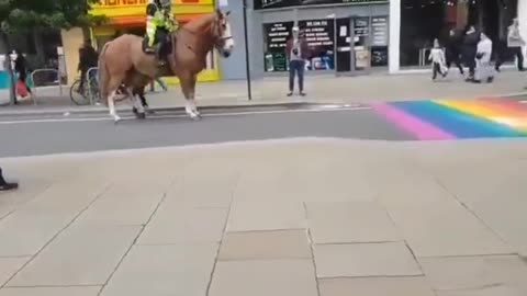 OMG!!! - Are These Horses Trans & Homophobic?