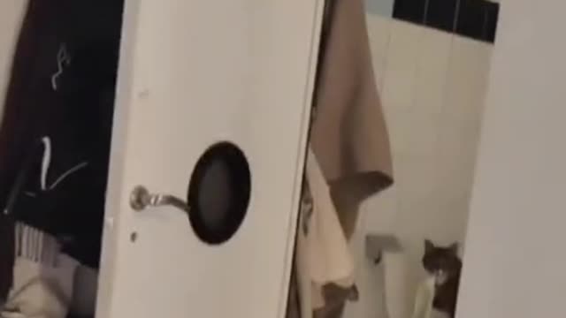 Caught you kitty kitty