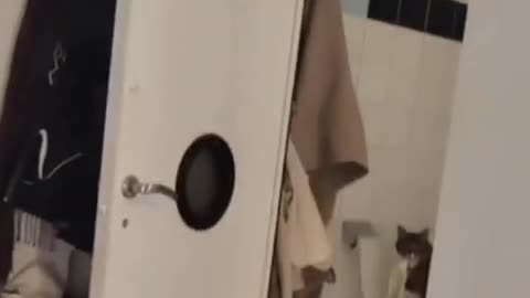 Caught you kitty kitty