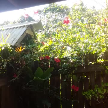 1.10.2024 Sounds of Kuranda (1)