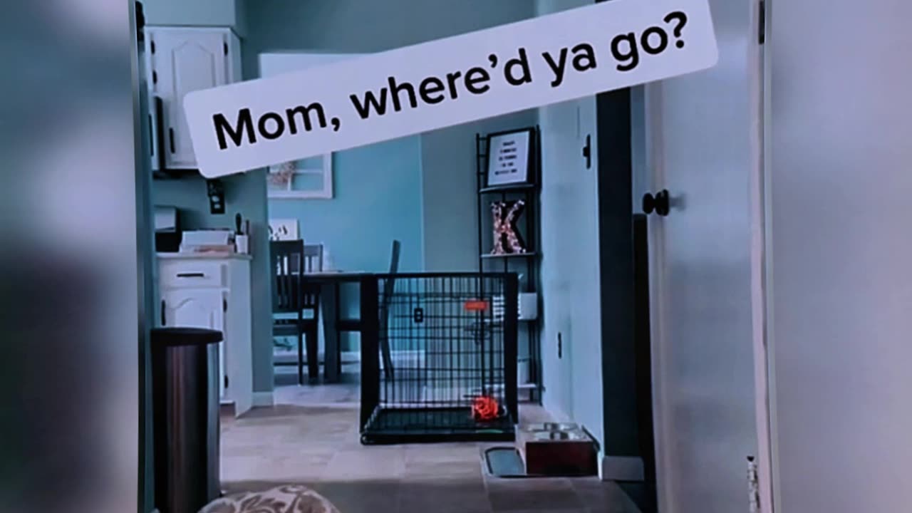 😂😂😂 #scarecam #scareprank #scaring #pranks #funny #funnyprank #fails #jumpscare #lol #fyp