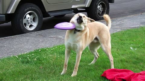 Funniest ANIMALS