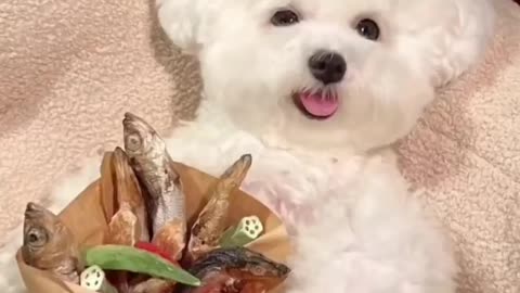 cute animal
