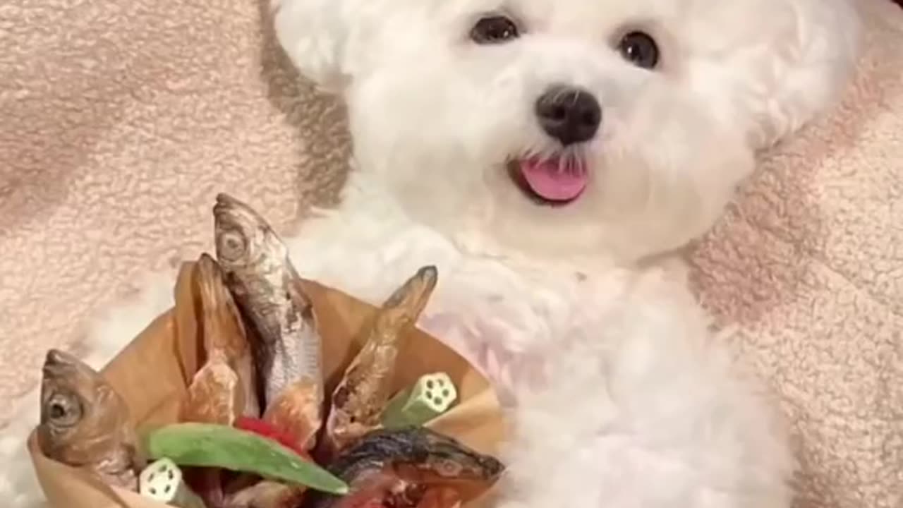 cute animal