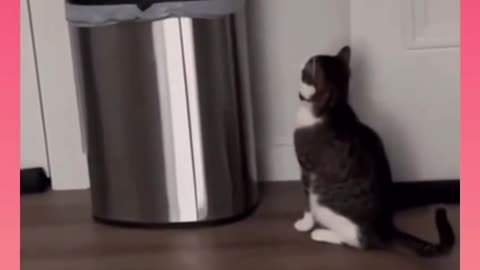 Cat videos