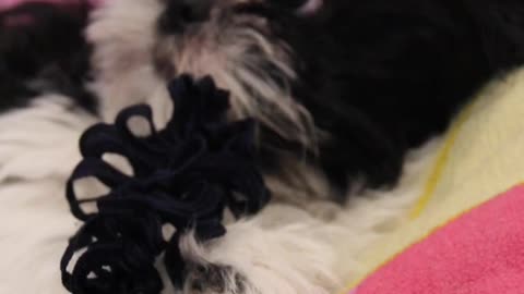 Puppy chews her favorite toy