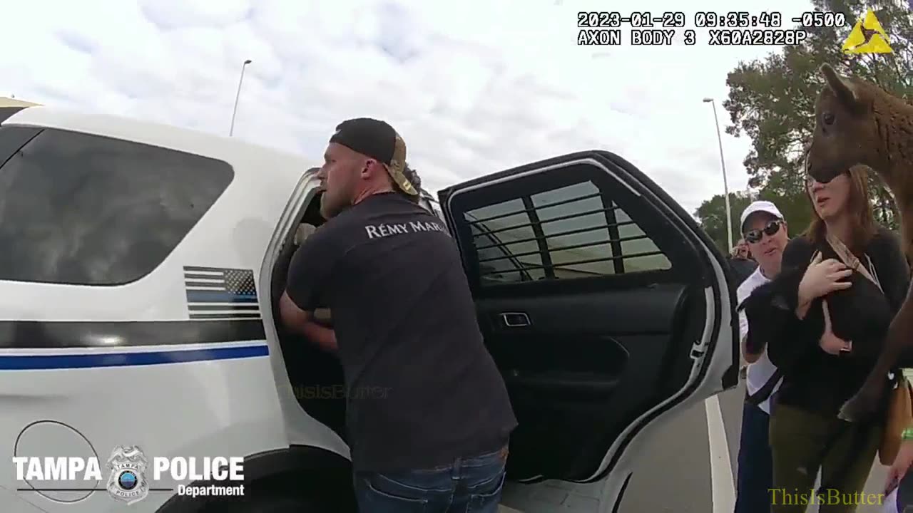 Body cam shows Tampa police officers and good Samaritans round up a sheep and lambs on the highway