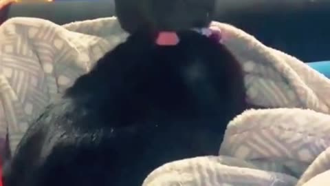 Funniest And Cutest Dogs And Cats Funny Pet Animals' Life #2