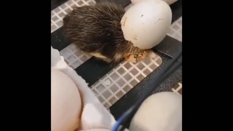 Funny Animals Doing Funny Things | Funny animal videos | Animal Things