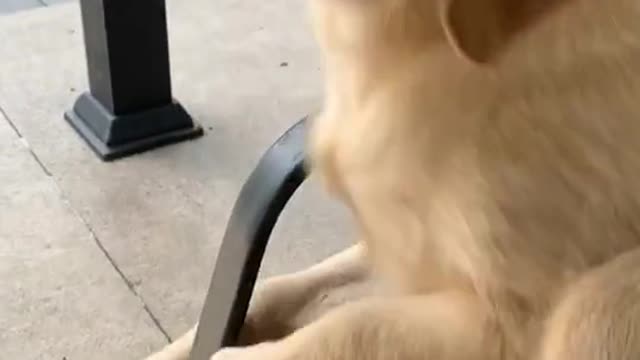 Clumsy Puppy