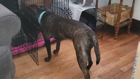 deaf pup taz telling ryuk to get out of her crate