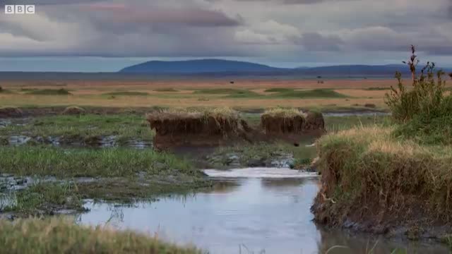 Lion Trapped by Clan of Hyenas | Dynasties | BBC Earth