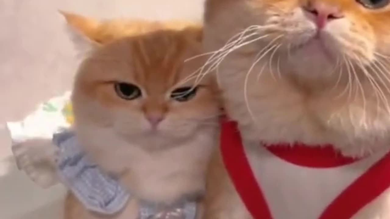 Cute cat video ep103