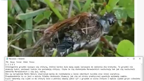 A więc znamy już odpowiedź czemu tak bardzo promują jedzenie z owadów!