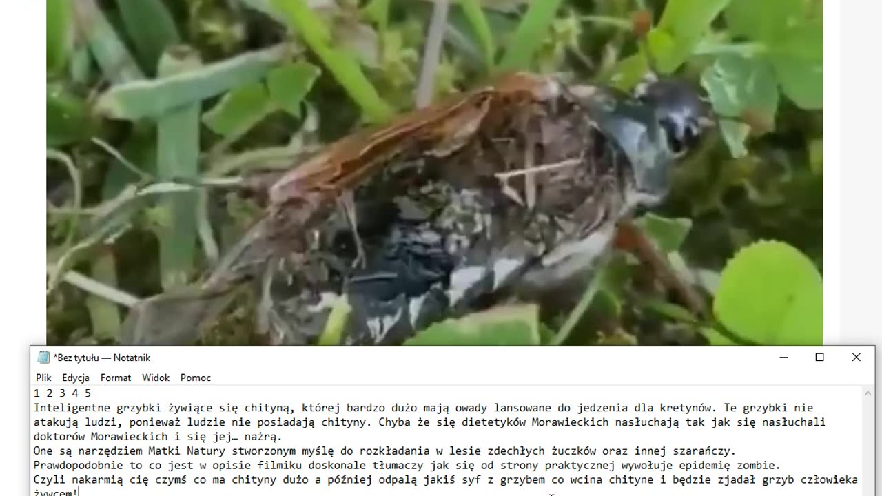 A więc znamy już odpowiedź czemu tak bardzo promują jedzenie z owadów!