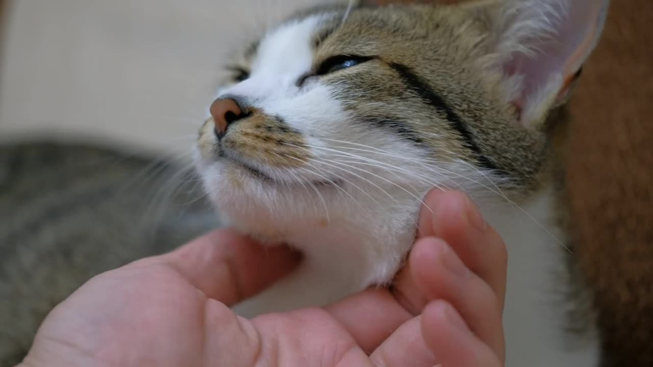 Petting a cute cat, close up