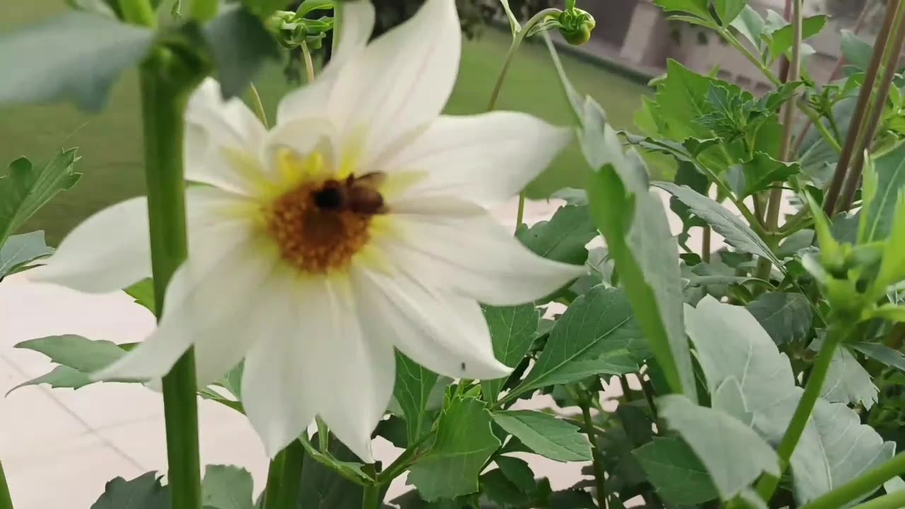 A bee is busy to eating honey from a Dahlia flower .