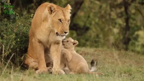 cute baby lions