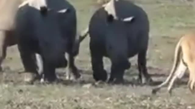 RHINO VS LIONS/WILD ANIMALS ATTACKS COMPILATION