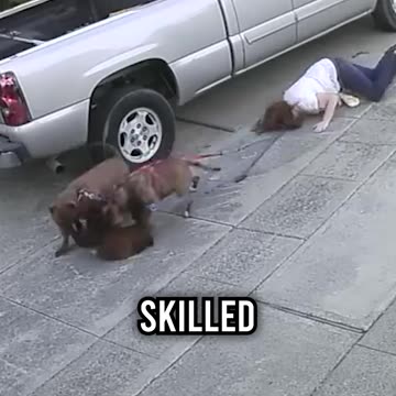 Why 2 Dogs Make Things 4x Harder