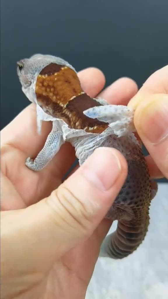 Undressing a salamander 🤣🤣😂