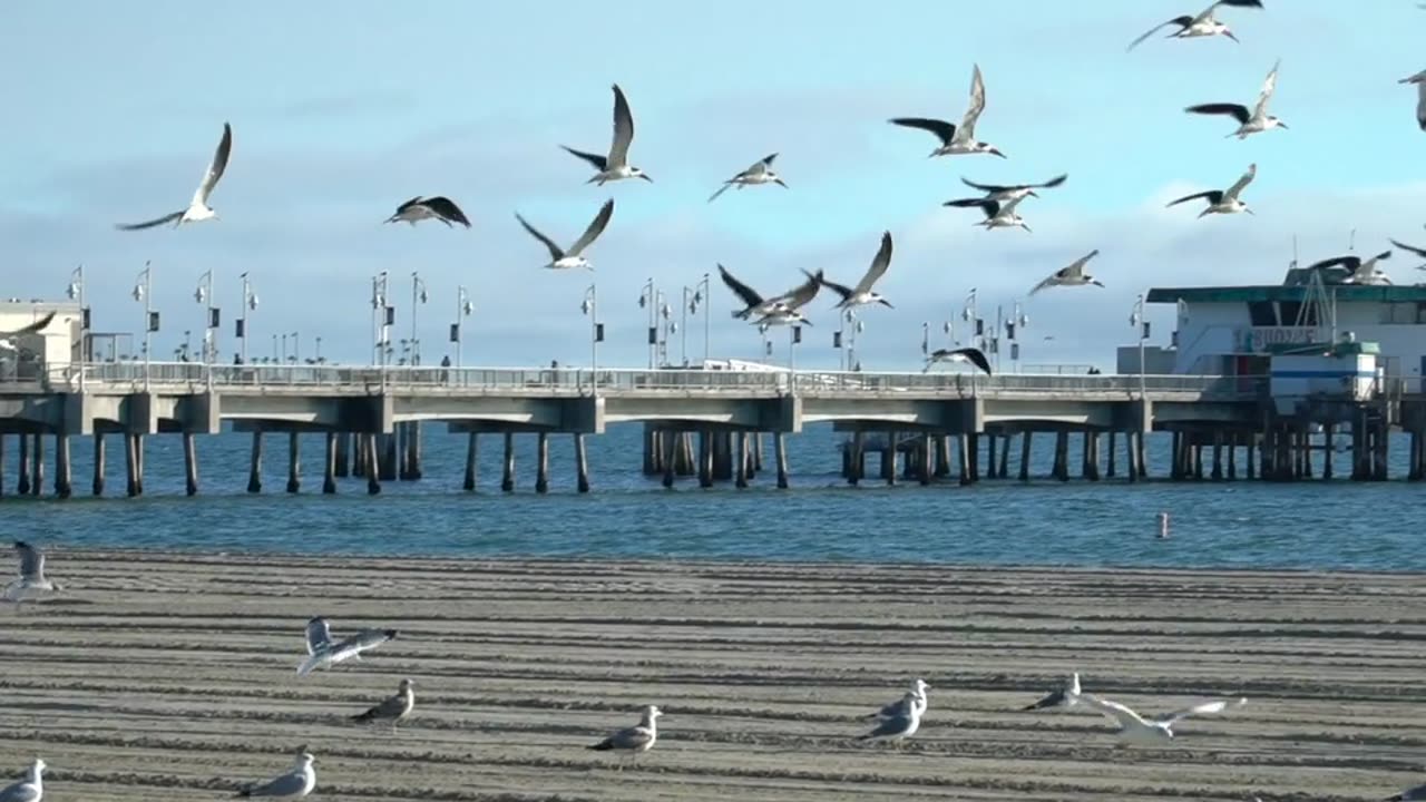 Bird's flying on the beach