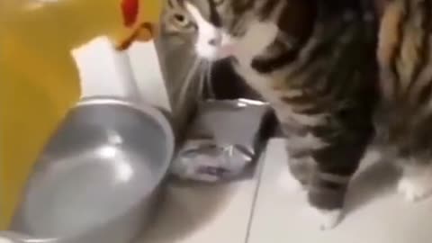 CAT FUNNY COMPILATION #rumble