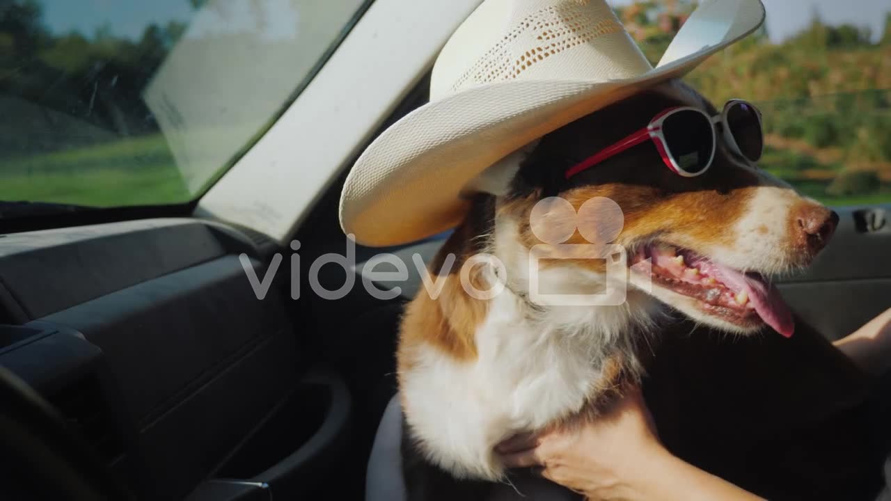 The Dog Travels With The Owner In The Car The Pet Is Wearing Sunglasses