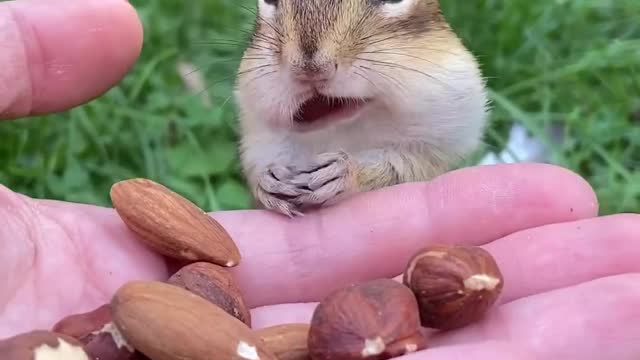 Cute Animals videos