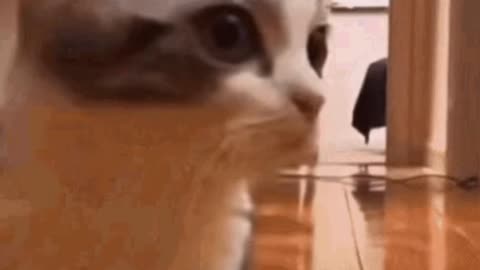 Cute Cat Gif