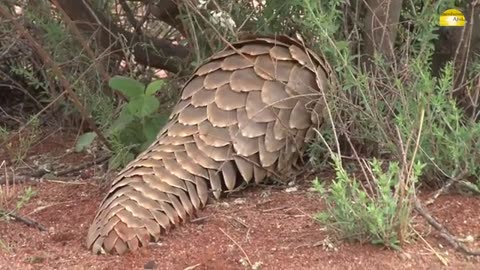 Pangolin, Schuppentier im Tswalu Schutzgebiet, Südafrika- © Abendsonne Afrika