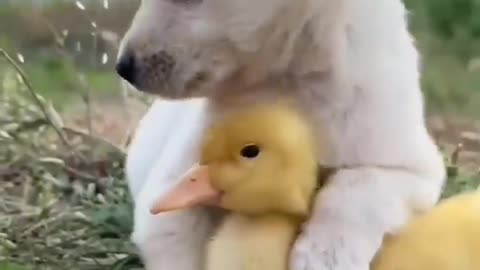 Cute Dog Love to Playing with Hens