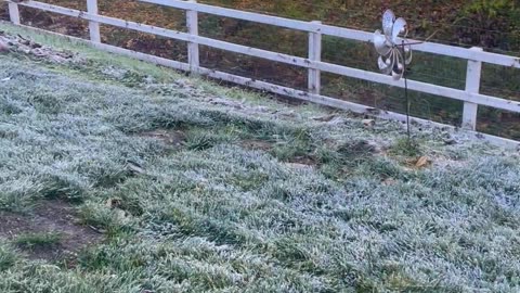 Creatively Groomed Poodles Play In Morning Frost