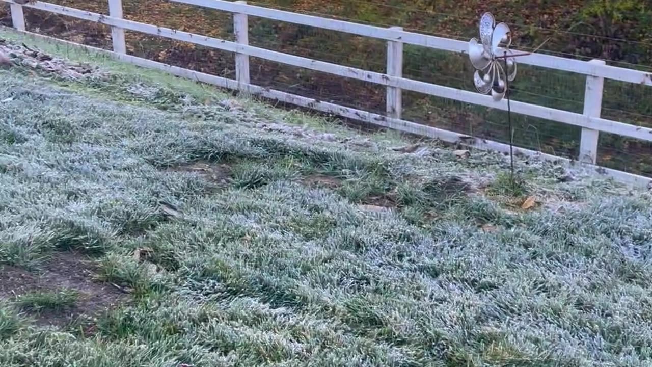 Creatively Groomed Poodles Play In Morning Frost