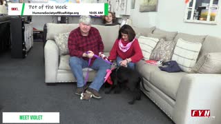 Pet of the Week - Meet Violet - HumaneSocietyofBlueRidge.org