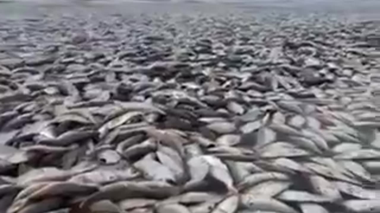 Apocalypse scenes of Thousands of dead fish on Texas beach