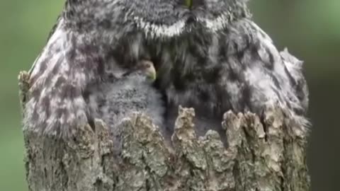 The great gray owl,