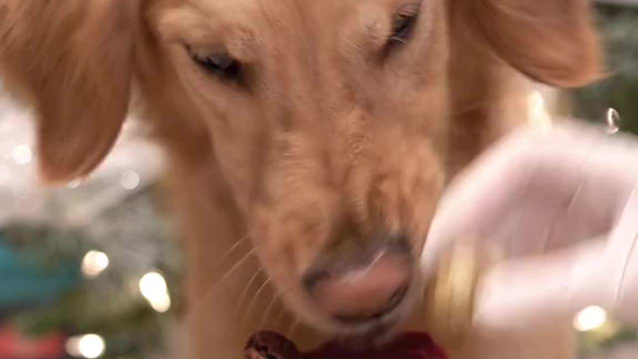 Dog eating breakfast