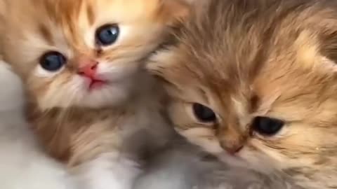 Little Cutie (720p)
