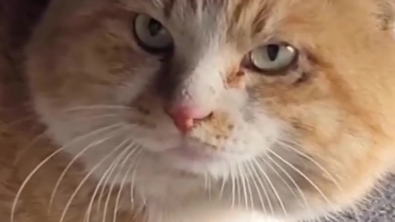 Cats funny Meowing