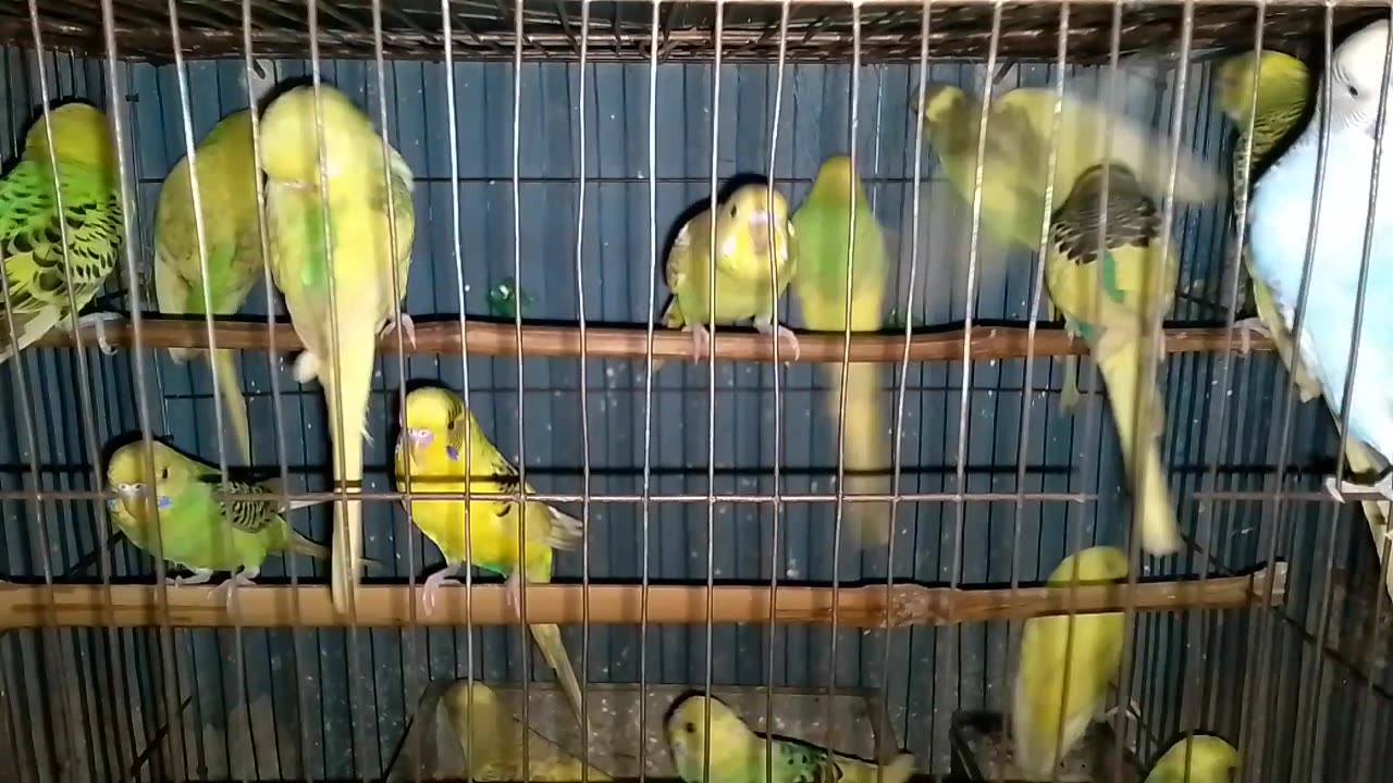 Funny birds viral video