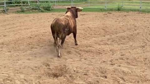 Huge Bull Gets Adjusted 🤯