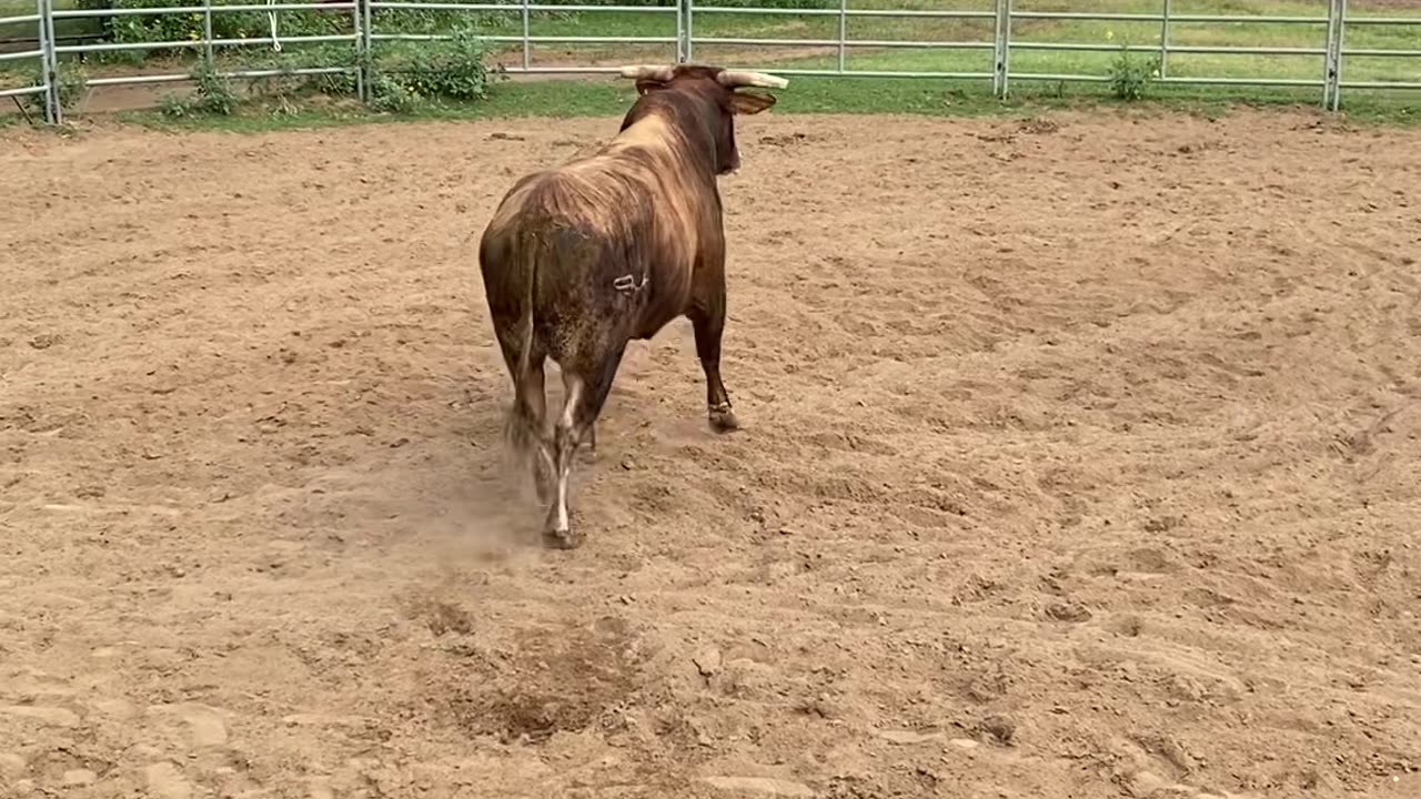 Huge Bull Gets Adjusted 🤯