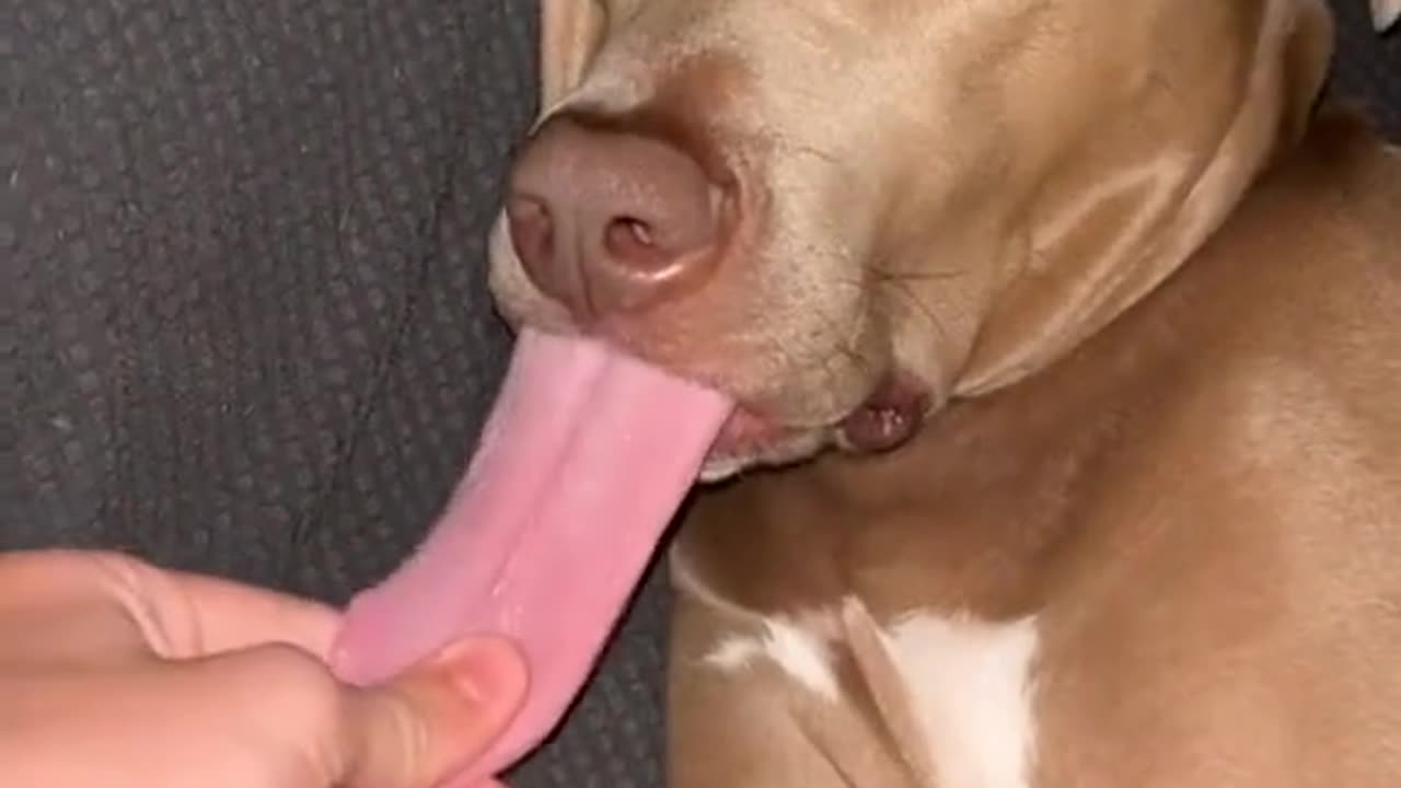 Funny videos dog🤣😂